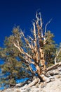 Bristle-cone Pine tree Royalty Free Stock Photo