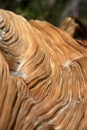 Bristle Cone Pine Tree texture