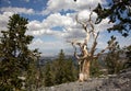 Bristle Cone Pine Tree at the top of the ridge Royalty Free Stock Photo