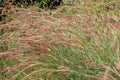The bristle grass Royalty Free Stock Photo