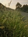 Bristle-grass by the road