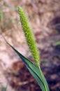 Bristle grasses Setaria