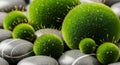 Bristle like extensions protrude from the moss spheres adding texture and Royalty Free Stock Photo