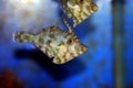 Bristle tail filefish - Acreichthys tomentosus Royalty Free Stock Photo