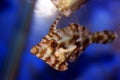 Bristle tail filefish - Acreichthys tomentosus Royalty Free Stock Photo