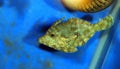 Bristle tail filefish - Acreichthys tomentosus Royalty Free Stock Photo