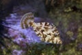 The Bristle-tail filefish Acreichthys tomentosus. Royalty Free Stock Photo