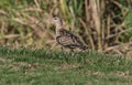 Bristle-thighed Curlew Numenius tahitiensis Royalty Free Stock Photo