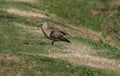 Bristle-thighed Curlew Numenius tahitiensis