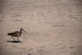 Bristle-thighed curlew standing on the sand under the sunlight with a blurry background