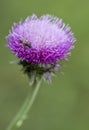 Purple Bristle Thistle With Insect