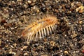 Bristle worm Royalty Free Stock Photo