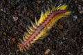 Bristle Worm on Black Sand in Indonesia Royalty Free Stock Photo