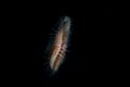 Bristle Worm Swimming in Dark Waters at Night