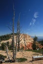 Bristlecone Loop Bryce Canyon 5