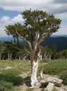 Bristlecone Pine