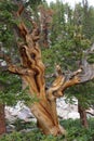 The bristlecone pine