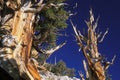 Bristlecone Pine