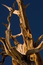 Bristlecone Pine