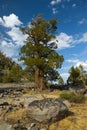 Bristlecone Pine