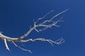 Bristlecone Pine Branch