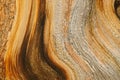 Bristlecone Pine Detail