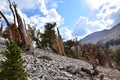 Bristlecone Pine Forest