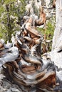 Bristlecone Pine Forest