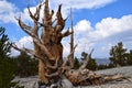 Bristlecone Pine Forest