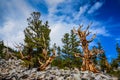 Bristlecone Pine Grove Trail - Great Basin National Park - Baker Royalty Free Stock Photo