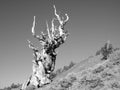 Bristlecone Pine