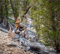 Bristlecone pine the oldest tree in the world in sunny day Royalty Free Stock Photo
