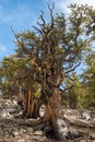 Bristlecone pine the oldest tree in the world Royalty Free Stock Photo