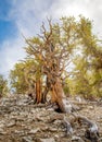 Bristlecone pine the oldest tree in the world Royalty Free Stock Photo