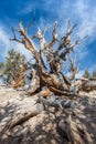 Bristlecone pine the oldest tree in the world in sunny day Royalty Free Stock Photo