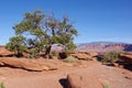 Bristlecone pine overlooking the waterpocket fold in Capital Reef National Park, Torrey, Utah