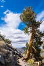 Bristlecone pine Pinus longaeva on the trail to Telescope Peak, Panamint Mountain Range, Death Valley National Park, California Royalty Free Stock Photo
