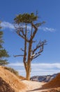 Bristlecone Pine silhouetted against blue sky at Bryce Canyon Royalty Free Stock Photo