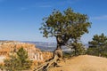 Bristlecone Pine silhouetted against blue sky at Bryce Canyon