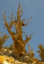 Bristlecone Pine Snag