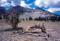 Bristlecone pine and snag, The Table, Mount Moriah Wilderness, North Snake Range, Nevada Royalty Free Stock Photo