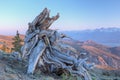 Bristlecone Pine Stump