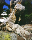 Bristlecone Pine tree