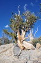 Bristlecone pine tree in Bristlecone Pine Forest Royalty Free Stock Photo