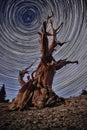 Bristlecone Pine Tree in the Forest Royalty Free Stock Photo