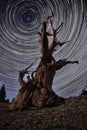 Bristlecone Pine Tree in the Forest