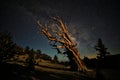 Bristlecone Pine Tree in the Forest