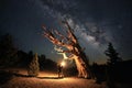 Bristlecone Pine Tree in the Forest