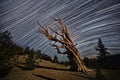 Bristlecone Pine Tree in the Forest Royalty Free Stock Photo