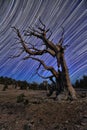 Bristlecone Pine Tree in the Forest Royalty Free Stock Photo